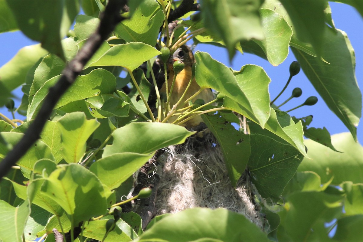 Baltimore Oriole - ML348059271