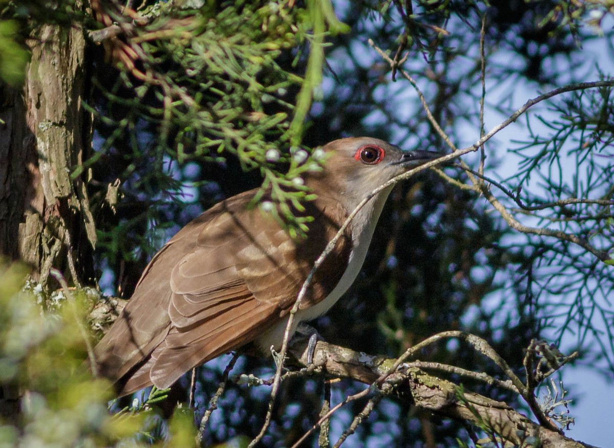 Cuclillo Piquinegro - ML348060441