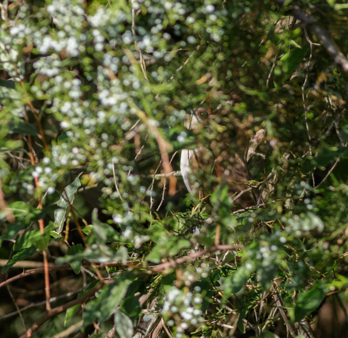 Cuclillo Piquinegro - ML348060481
