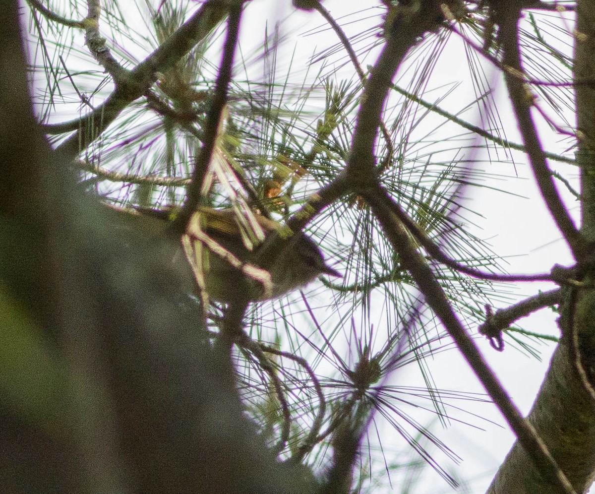 Vireo Ojirrojo - ML348060651