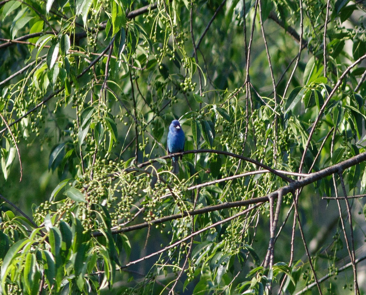 Azulillo Índigo - ML348060811