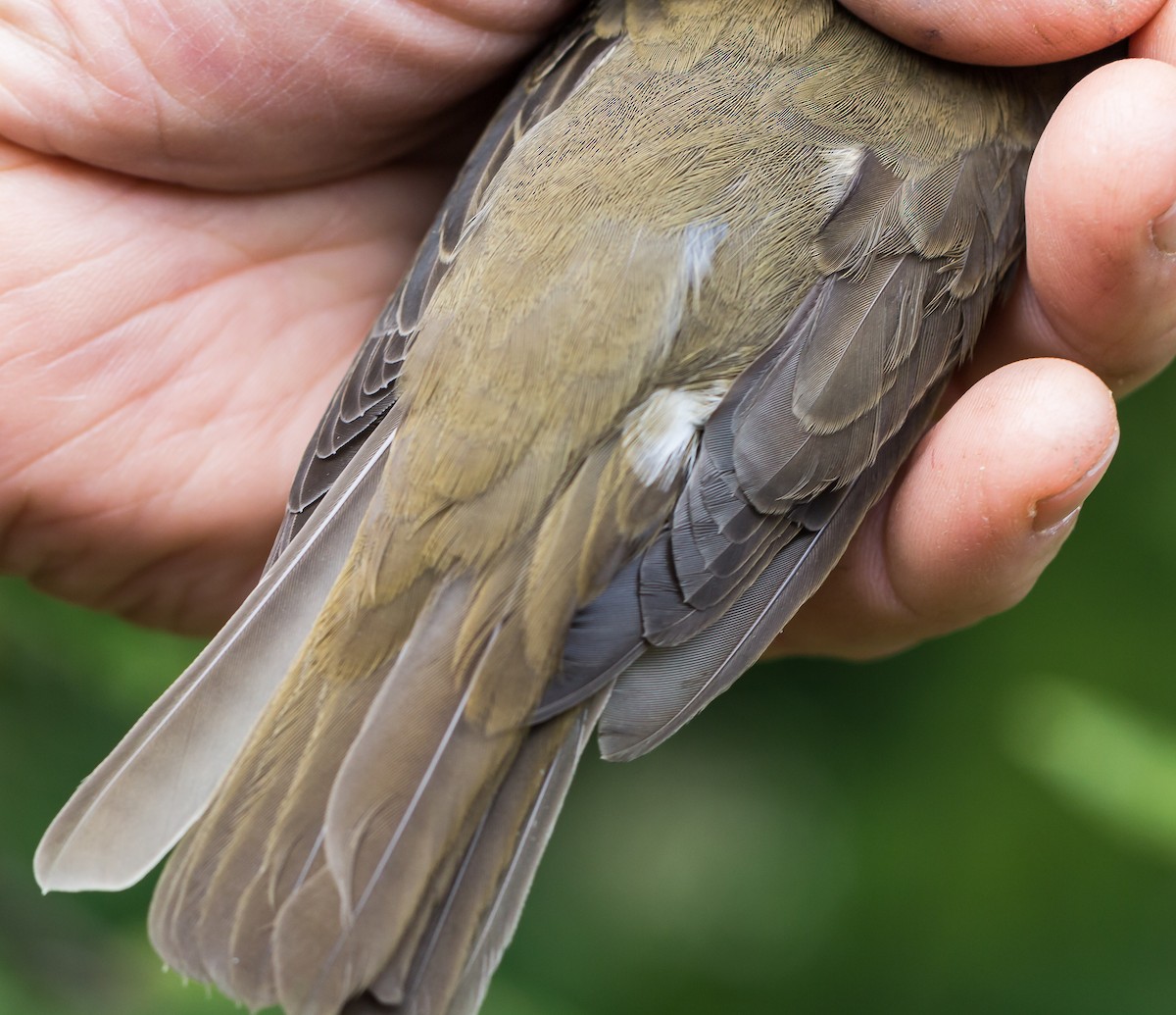 Gray-cheeked Thrush - ML34806151