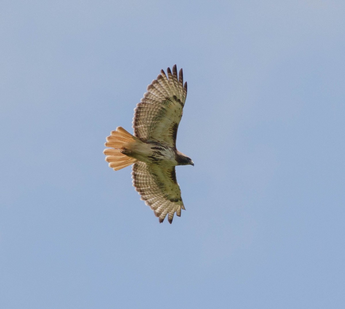 Red-tailed Hawk - ML348061661