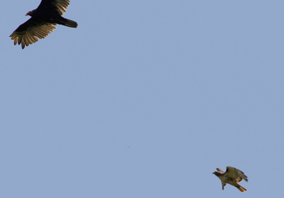 Red-tailed Hawk - Kirk Gardner