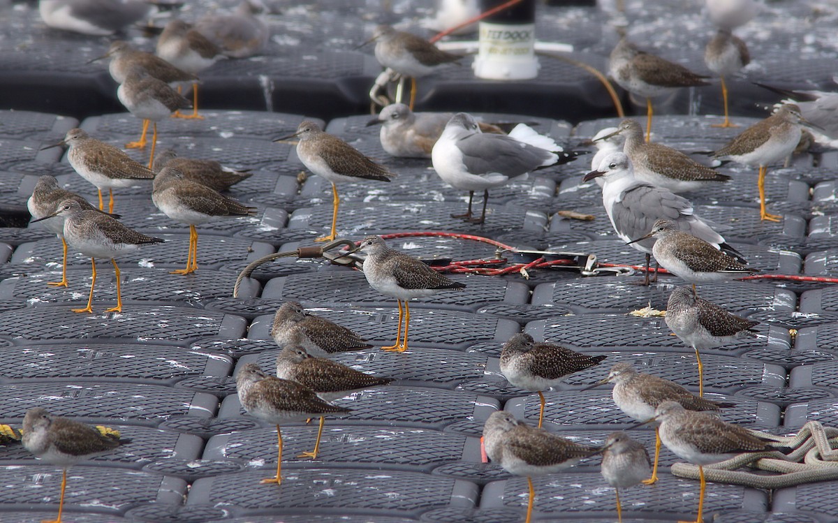 Greater Yellowlegs - Anonymous