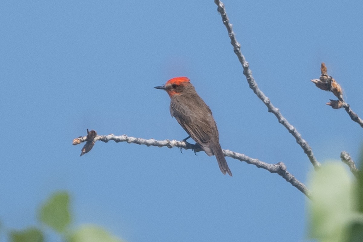 Vermilion Flycatcher - ML348064341