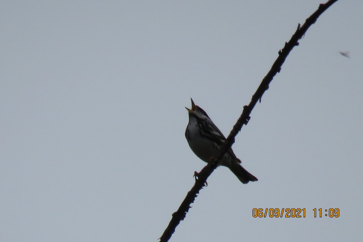 Blackpoll Warbler - ML348066501