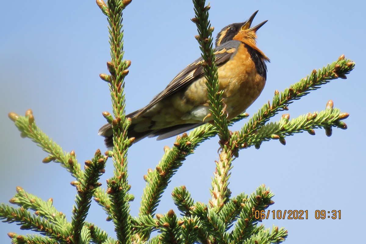 Varied Thrush - Dorothy Bedford