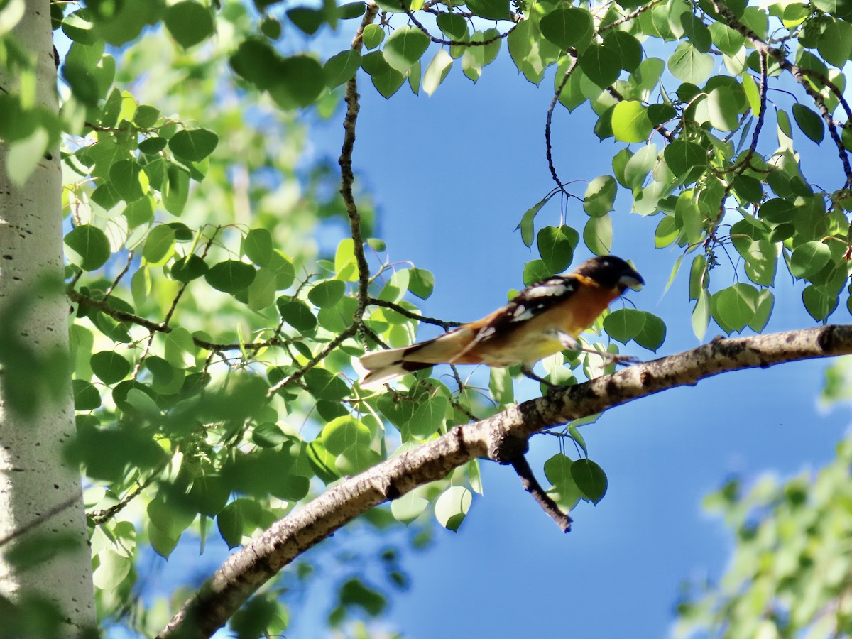 Black-headed Grosbeak - Diane Roberts