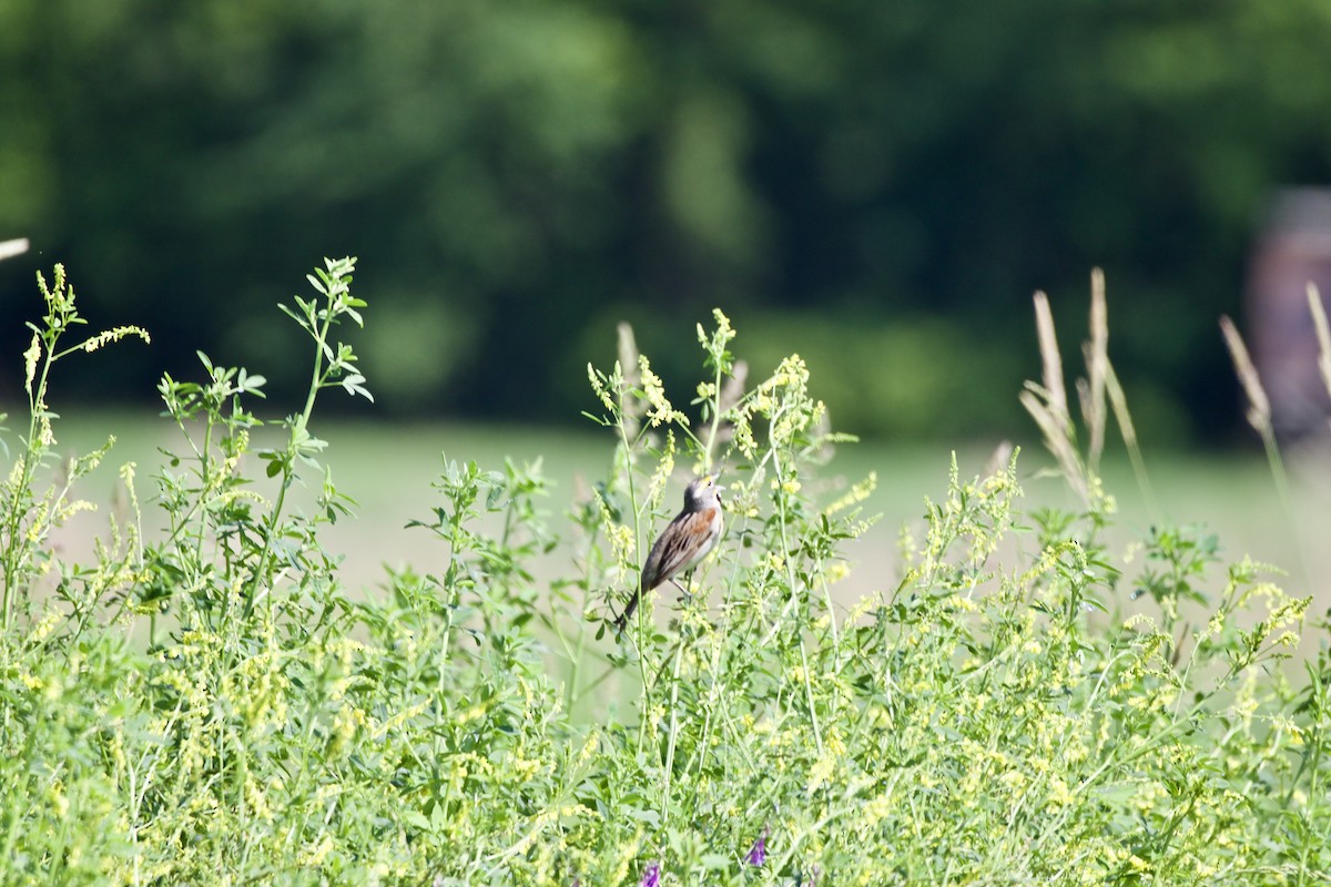 Dickcissel - ML348072971