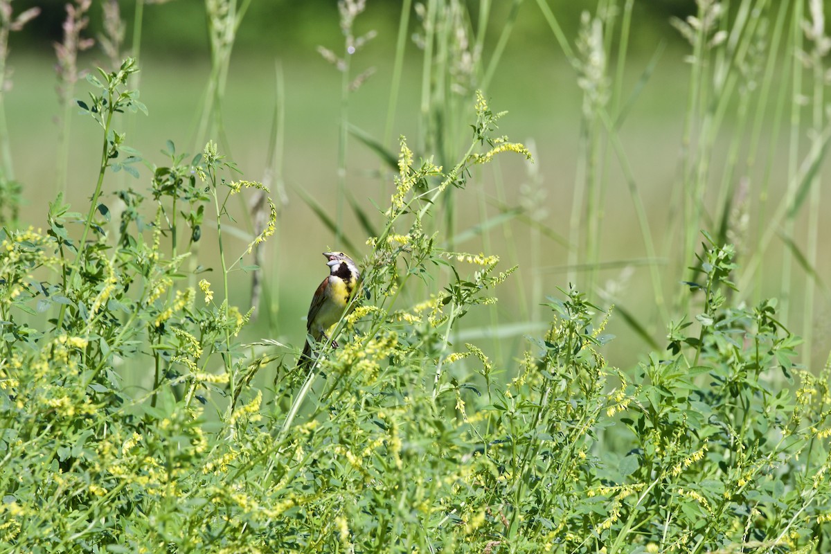 Dickcissel - ML348073001