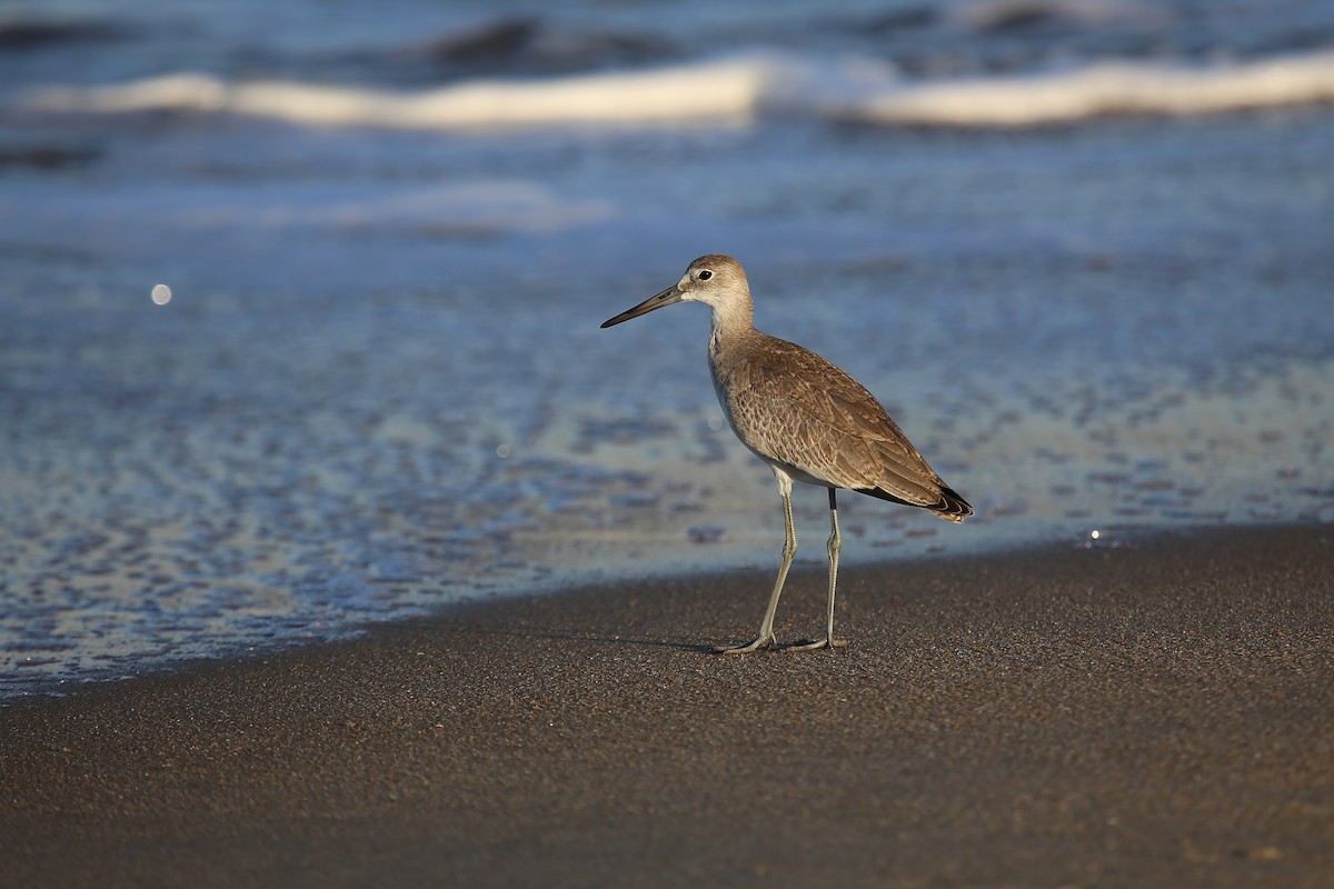 Willet - Rob Bielawski