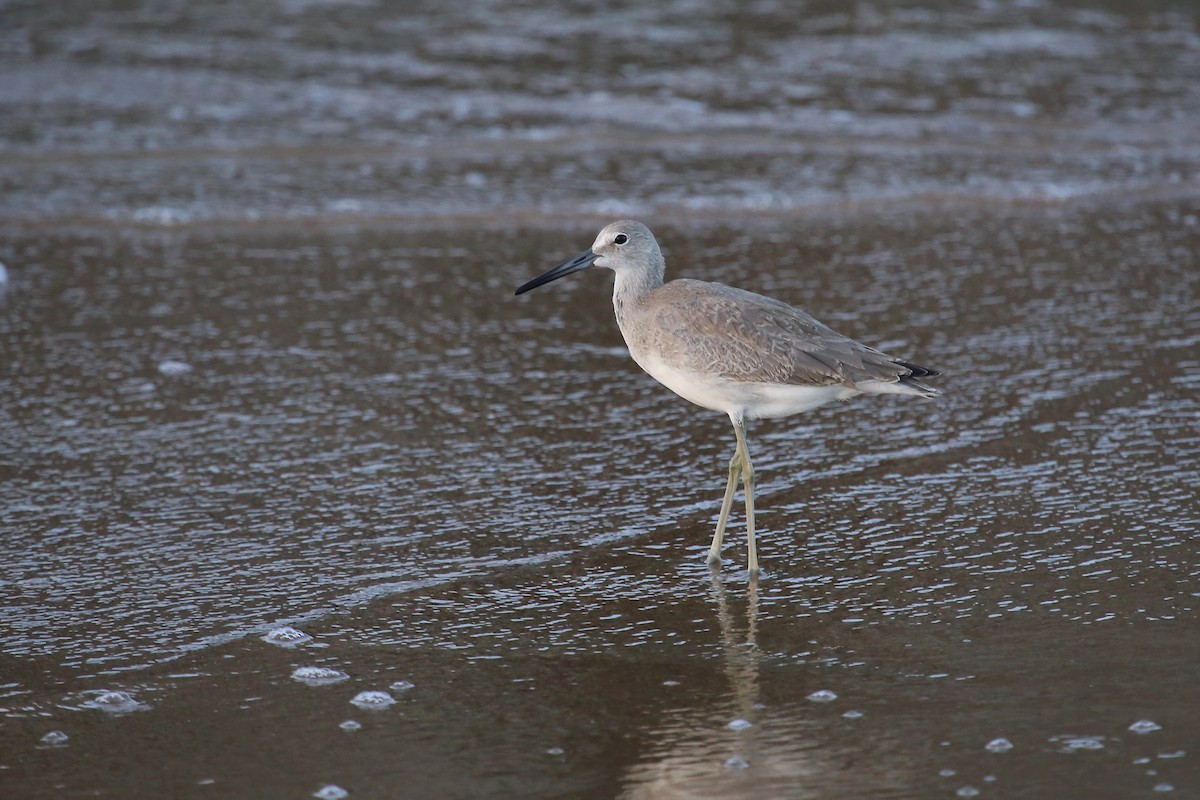 Willet - Rob Bielawski