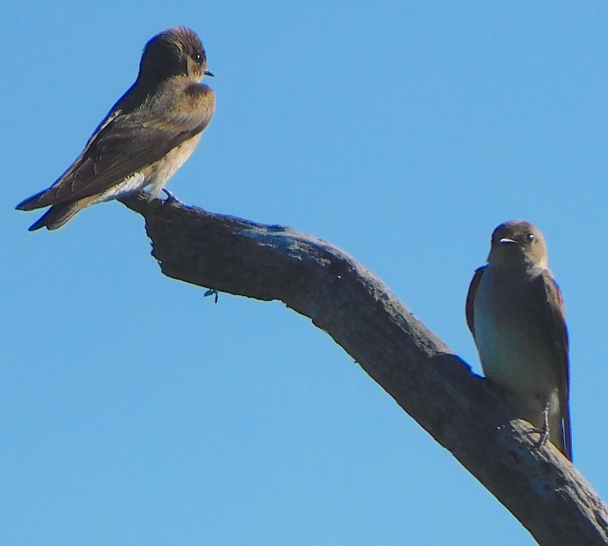 Northern Rough-winged Swallow - ML348075741