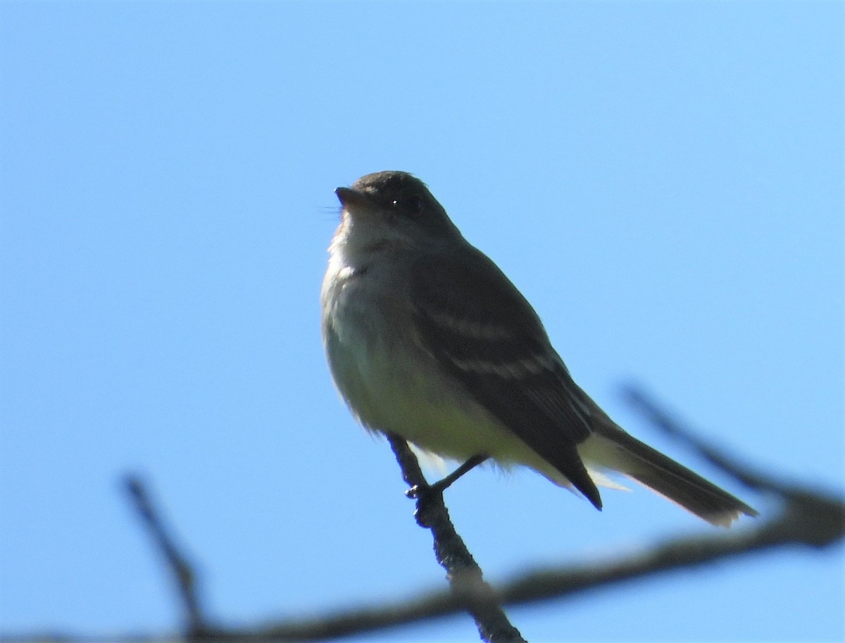 Willow Flycatcher - ML348076001