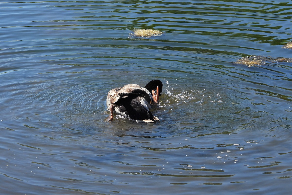 Canard colvert (forme domestique) - ML348076461