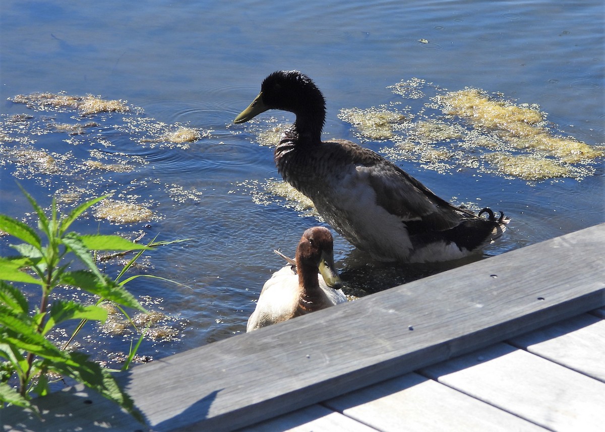 Canard colvert (forme domestique) - ML348076581