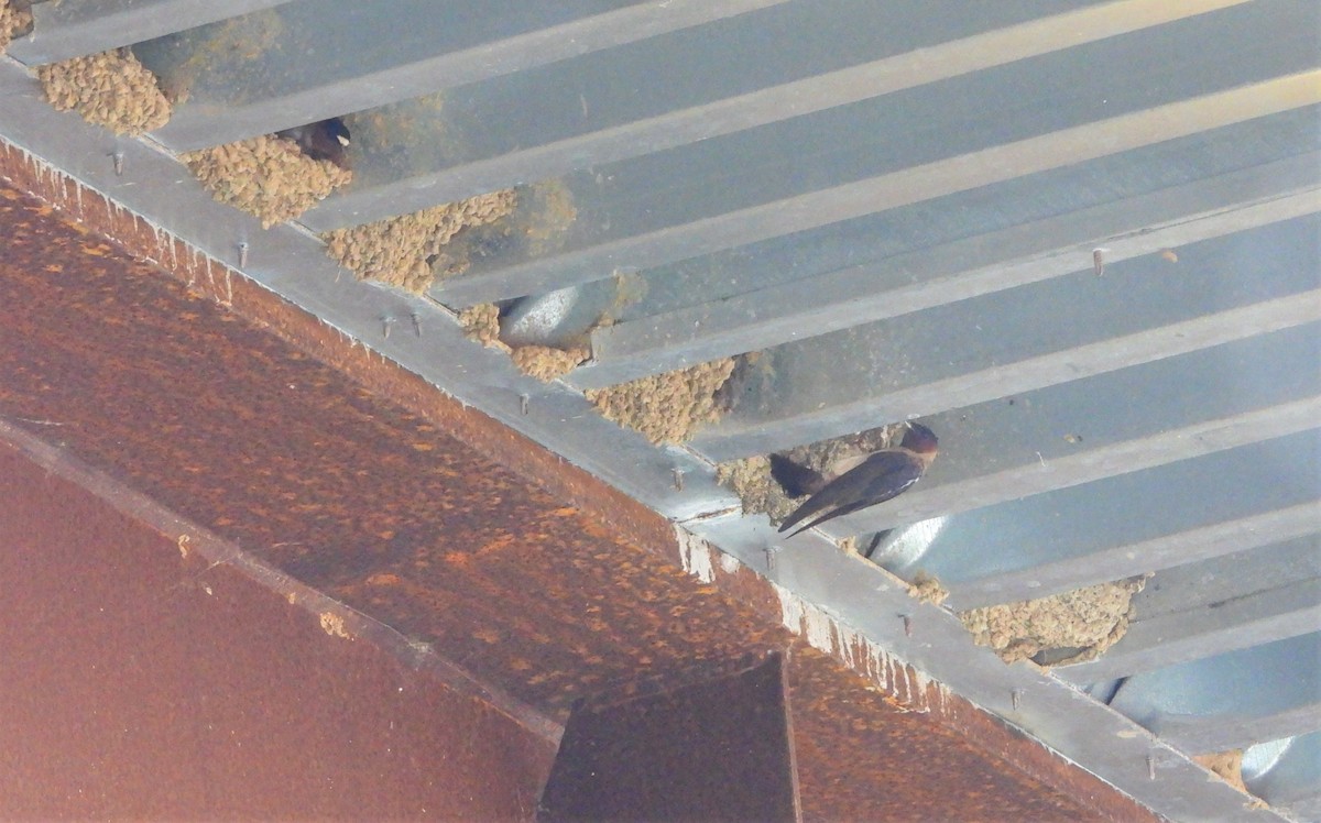 Cliff Swallow - Sneha Thirkannad