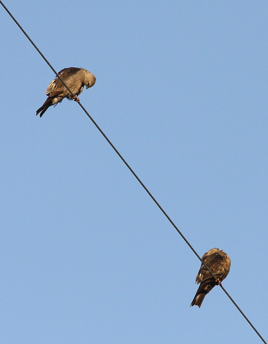Mississippi Kite - Randy Pinkston