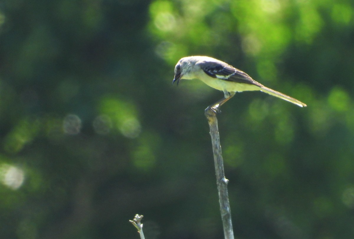 Northern Mockingbird - ML348077671