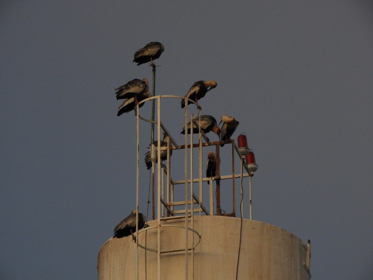 Buff-necked Ibis - Raúl Gustavo Borgo