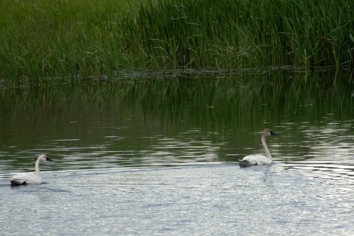 Tundra Swan - Phil Bartley