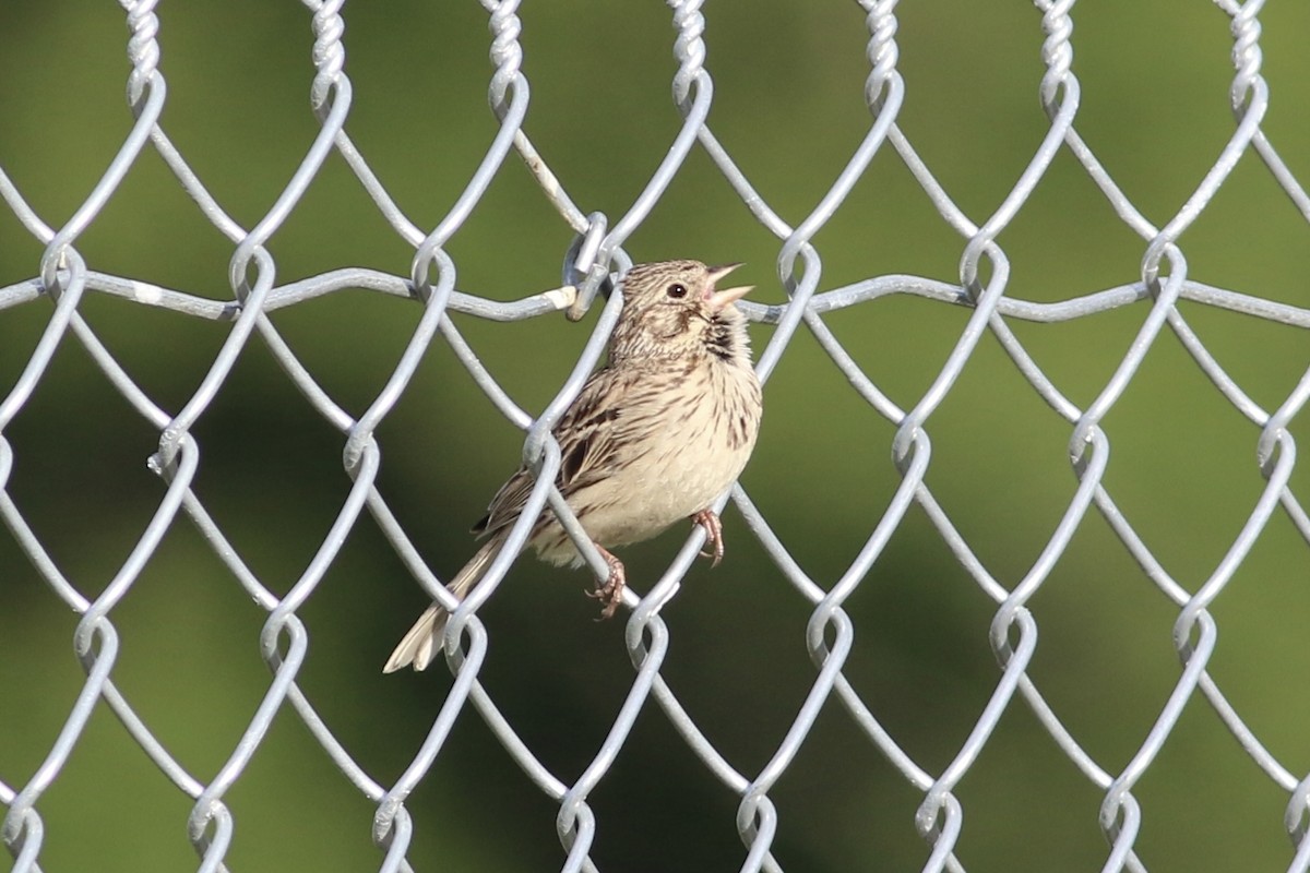 Vesper Sparrow - ML348082901