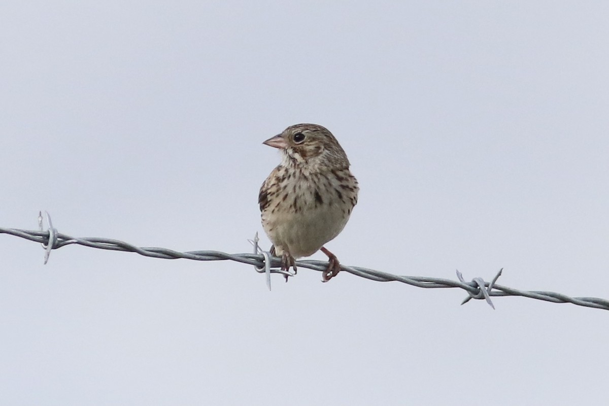 Vesper Sparrow - ML348082991