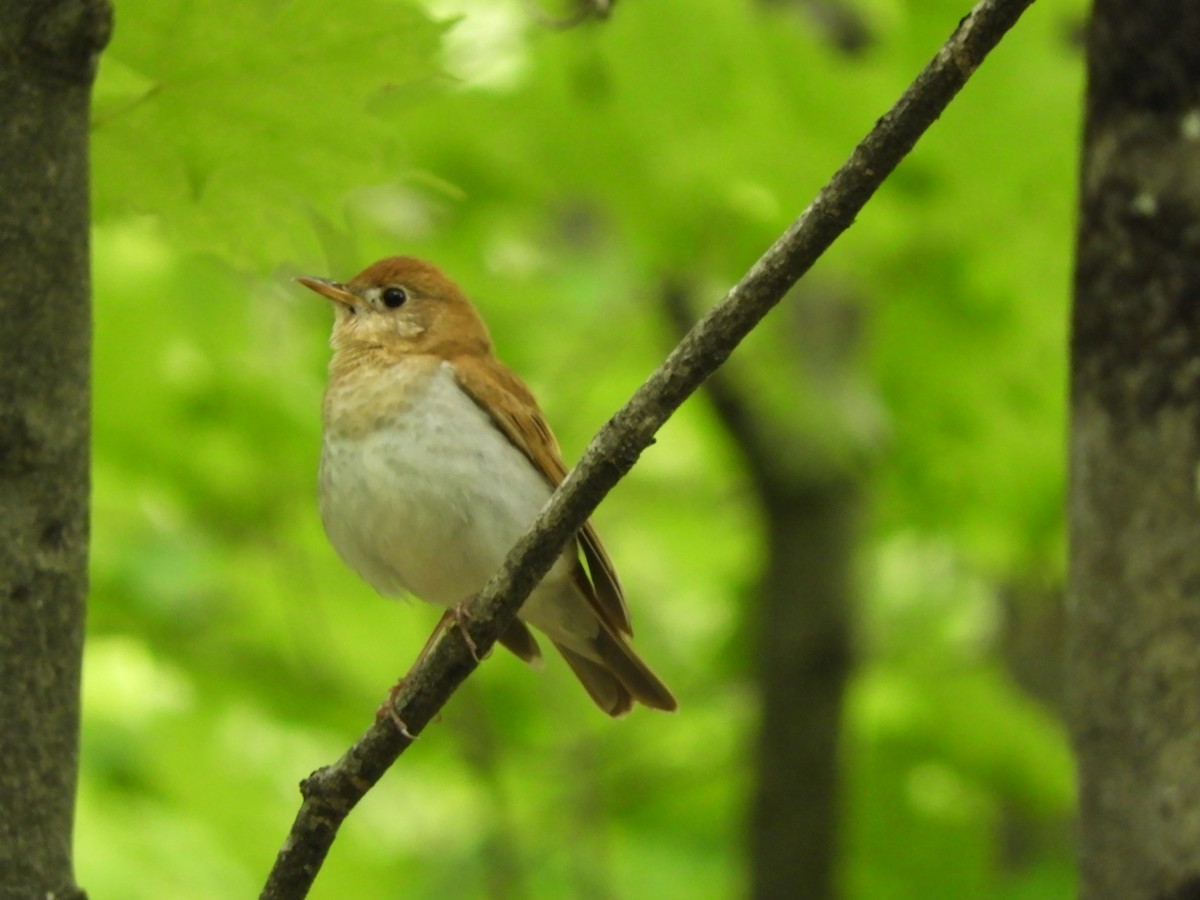 Veery - ML348083541