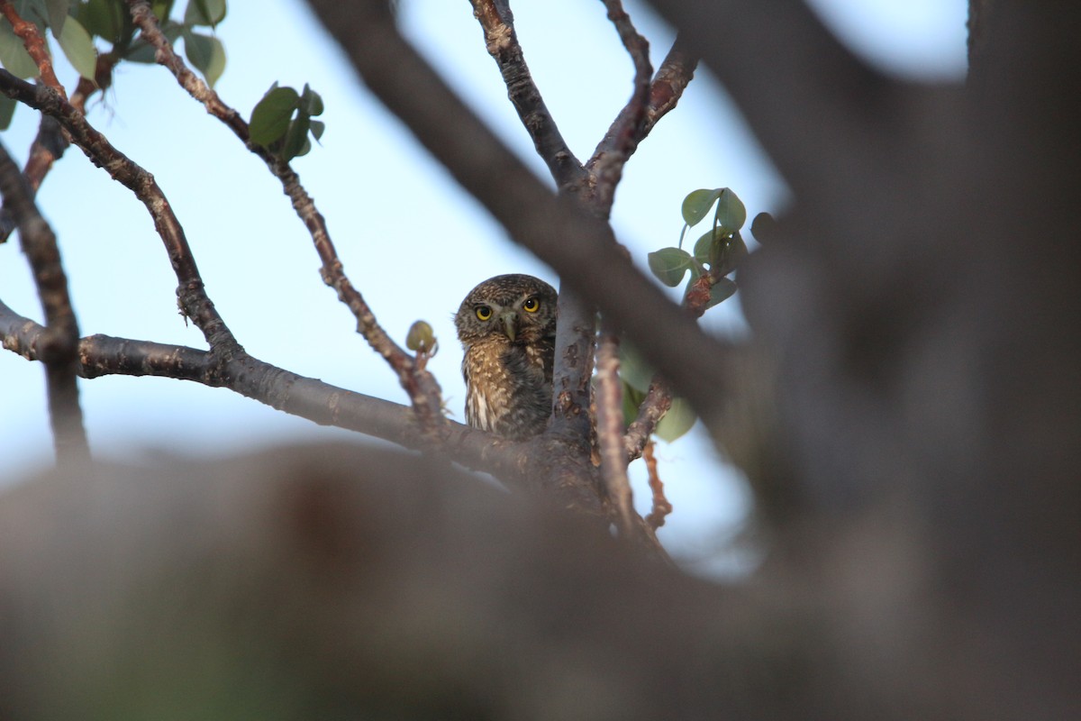 Northern Pygmy-Owl - ML348083881