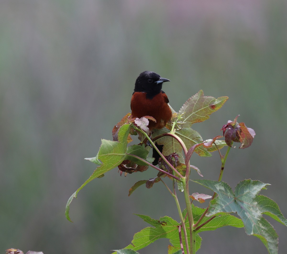 Orchard Oriole - ML348084391