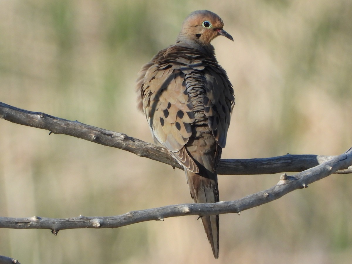 Mourning Dove - Jeff Percell