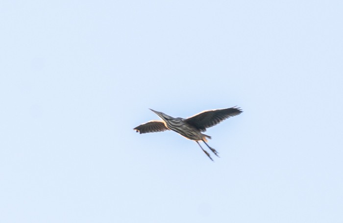 American Bittern - ML348089401