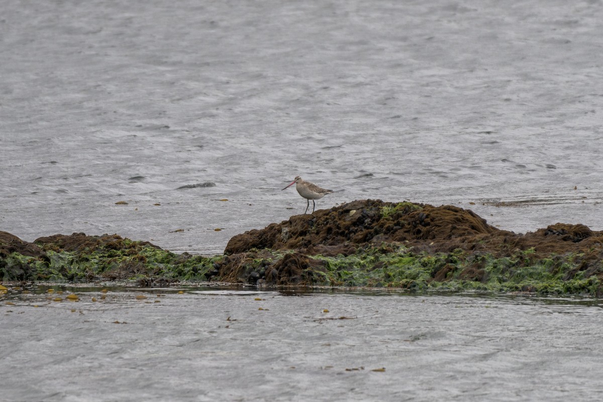 Bar-tailed Godwit - ML348090431