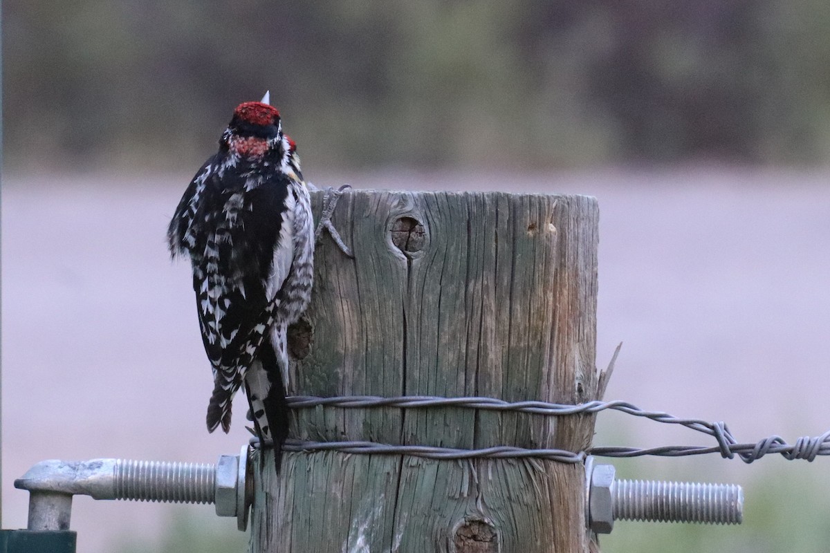 Red-naped Sapsucker - ML348090931