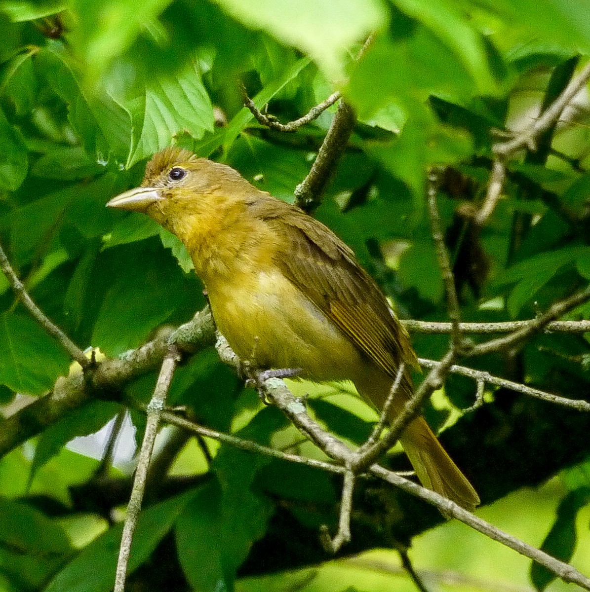 Summer Tanager - Dale Bonk
