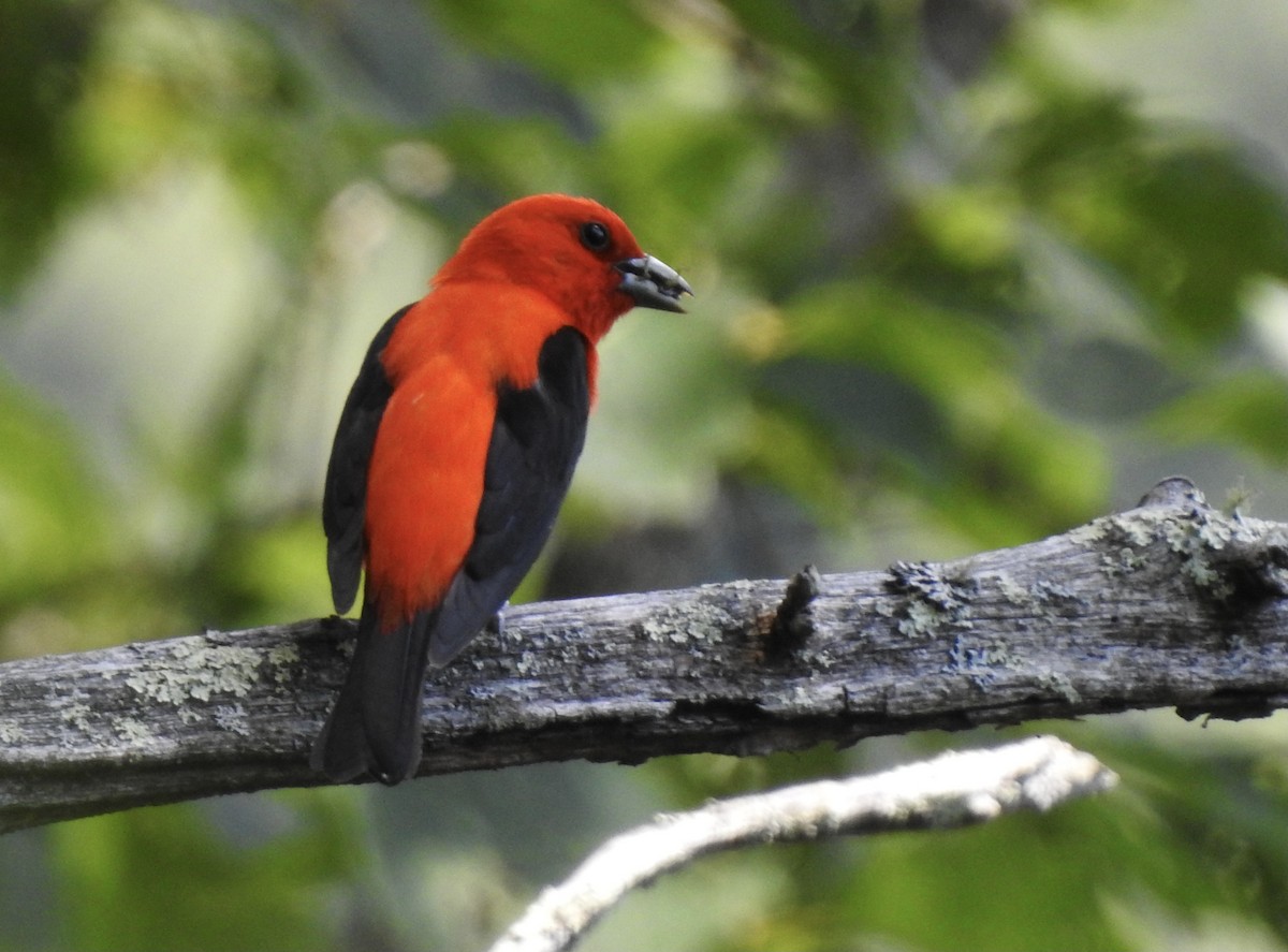 Scarlet Tanager - ML348094121