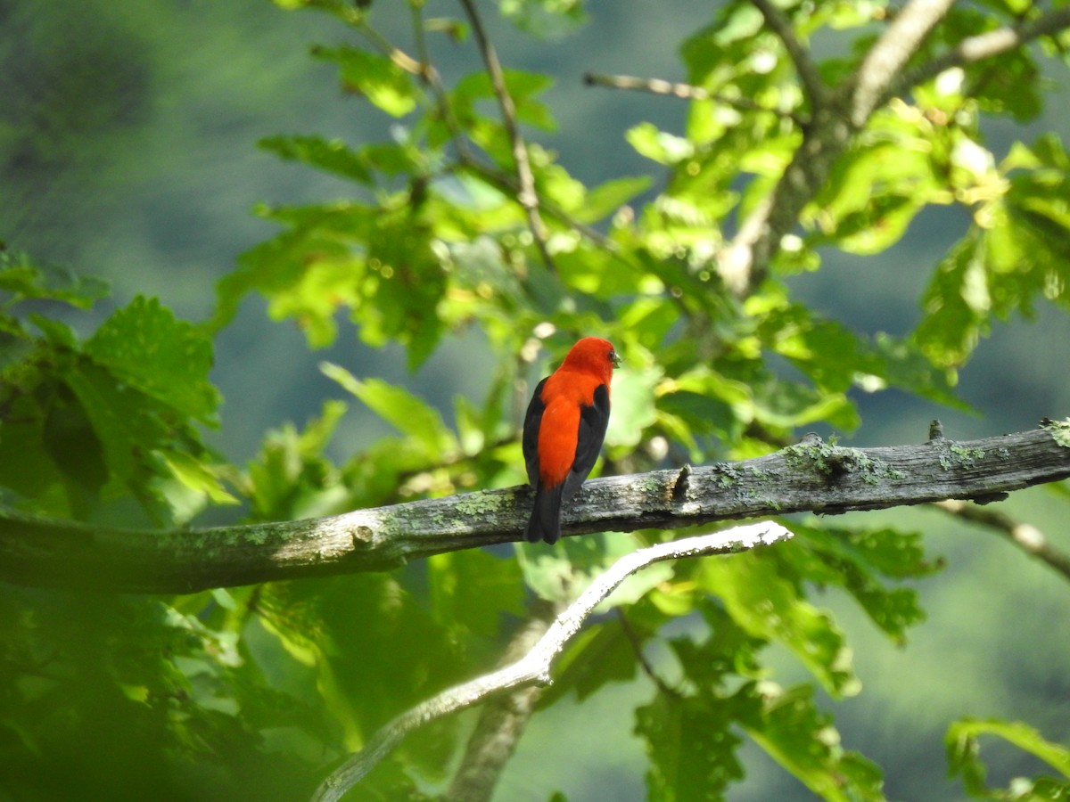 Scarlet Tanager - ML348094141
