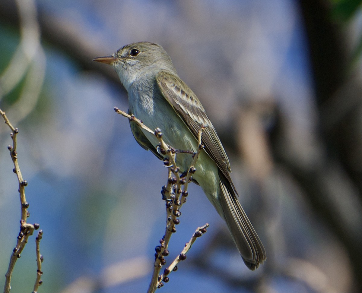 Willow Flycatcher - ML348094411