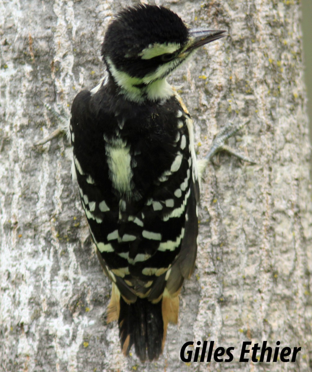 Hairy Woodpecker - ML348094431