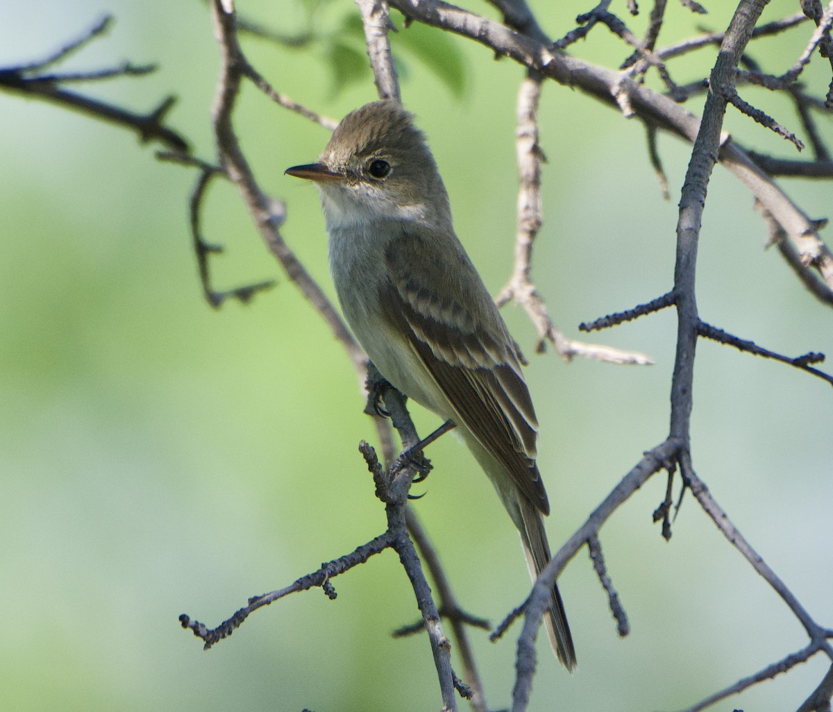 Willow Flycatcher - ML348094451