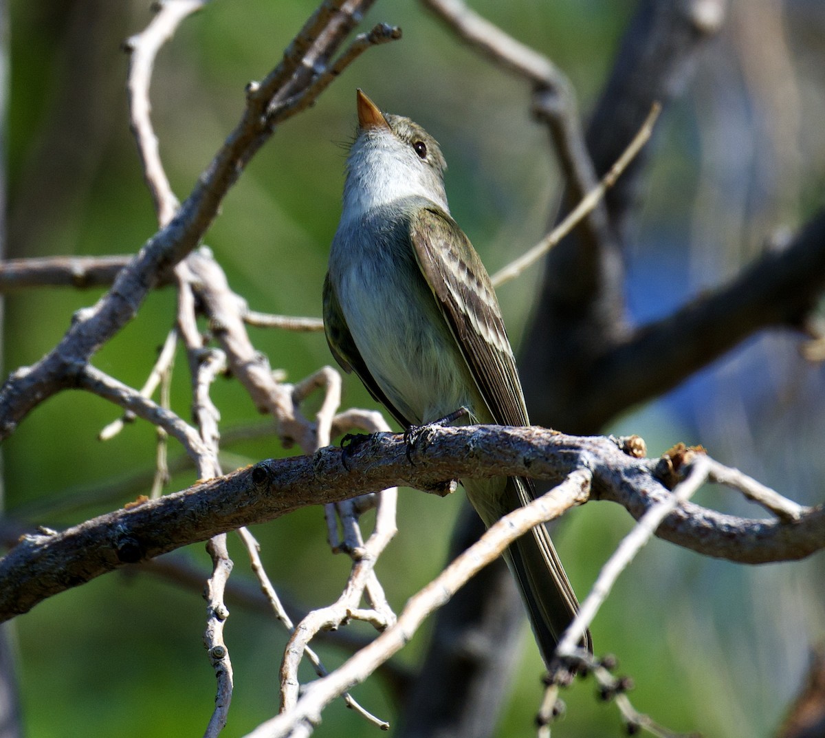 Willow Flycatcher - ML348094511
