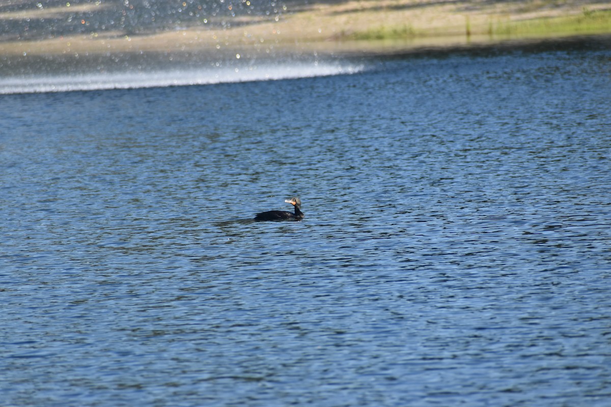 Double-crested Cormorant - ML348096171