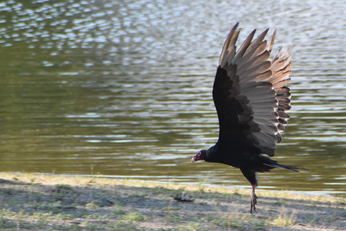 Turkey Vulture - ML348096221