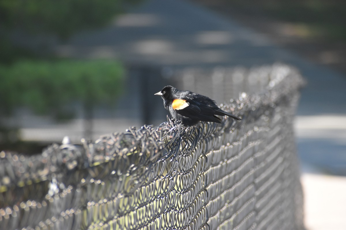 Red-winged Blackbird - ML348096301