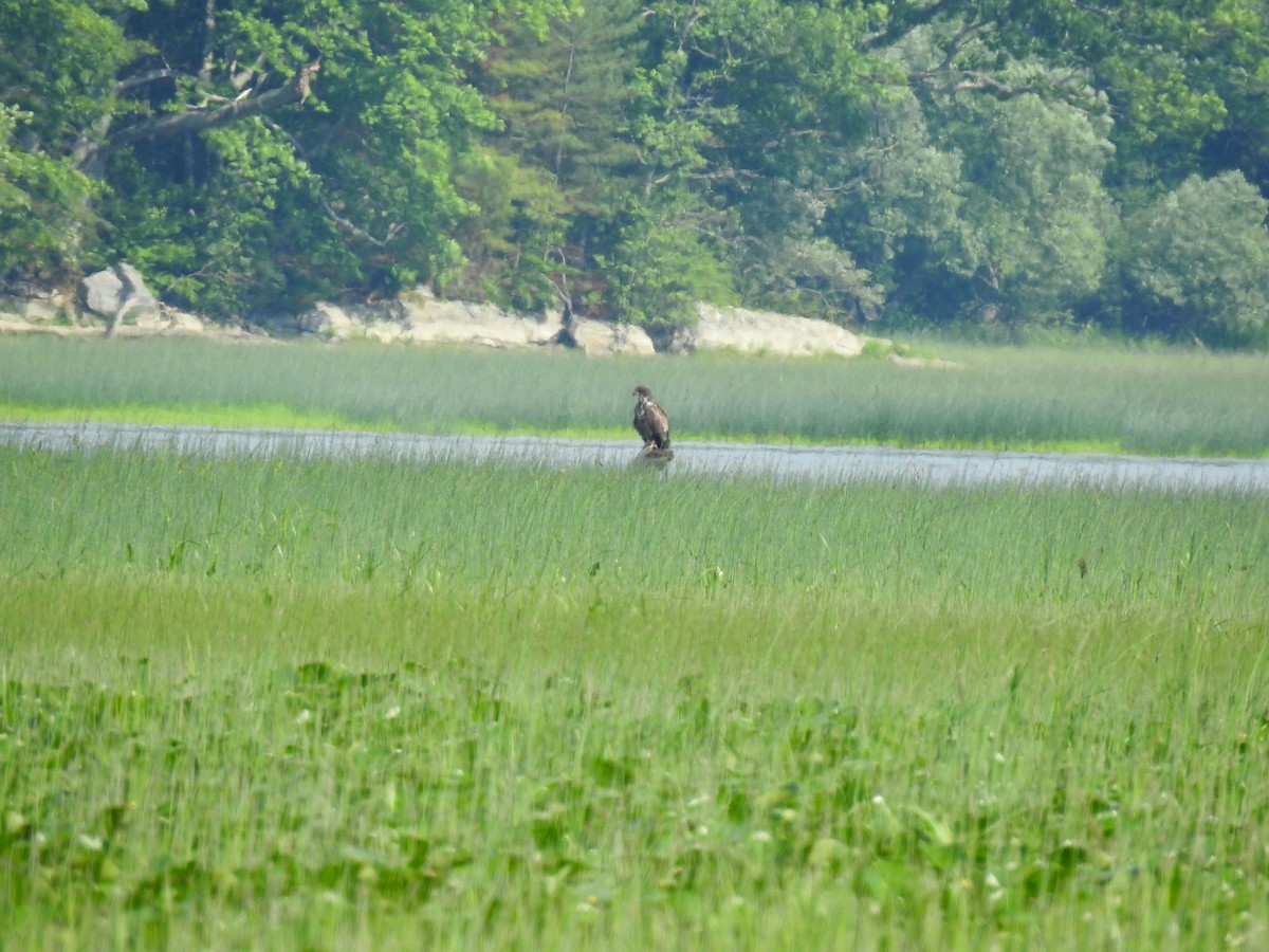 Weißkopf-Seeadler - ML348098261