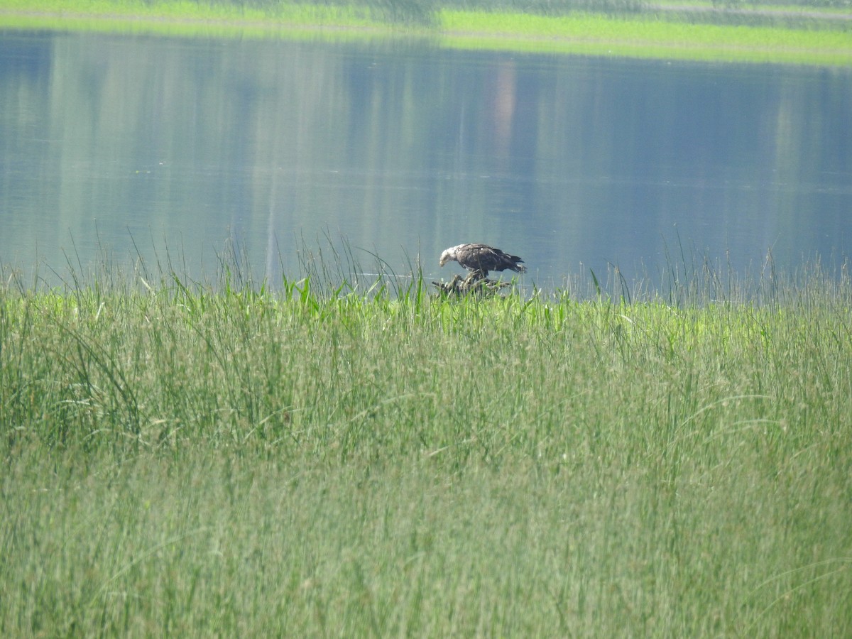 Weißkopf-Seeadler - ML348098921