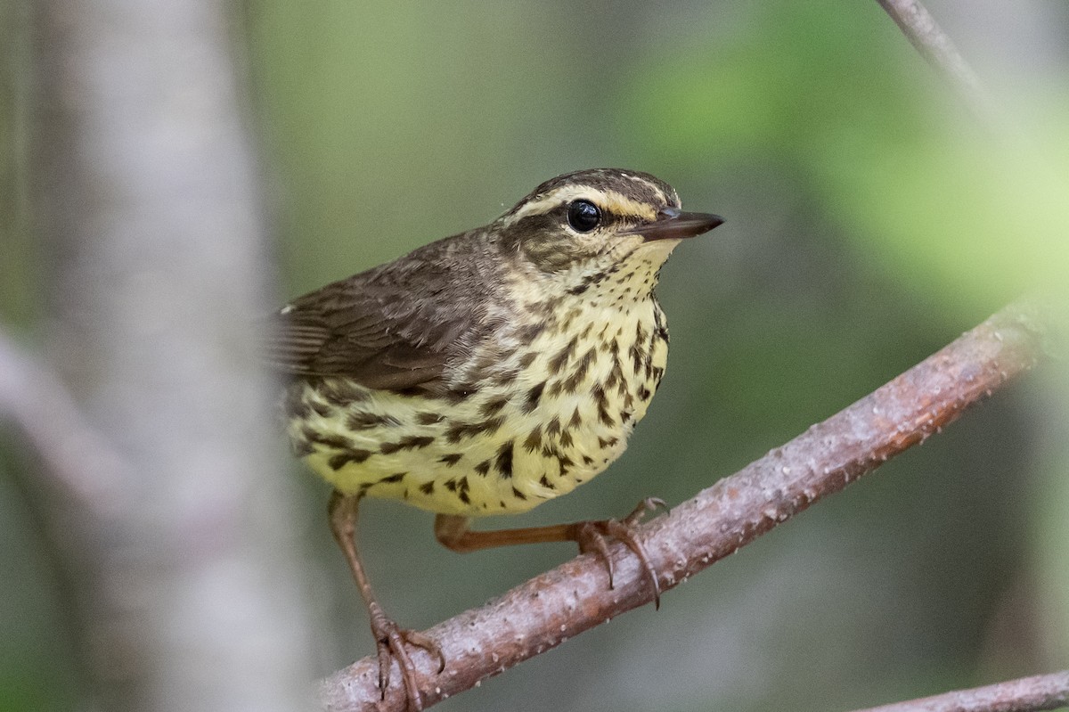 Northern Waterthrush - ML348098981