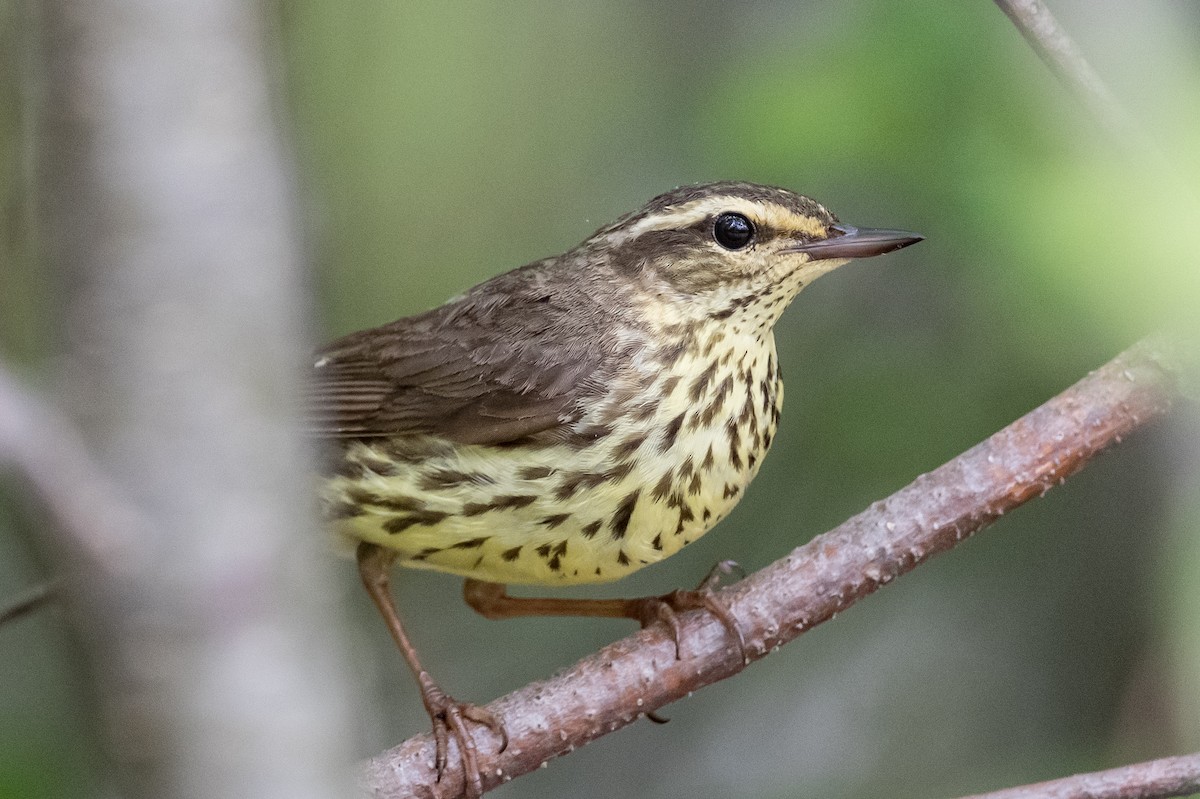 Northern Waterthrush - ML348099061