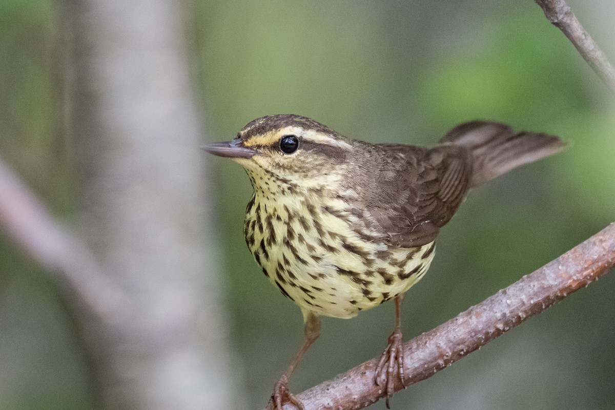 Northern Waterthrush - ML348099151